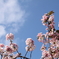 桜の通り抜け-17