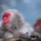 snow monkey