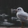 鳥