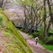 桜散る小路