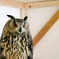 フクロウカフェ