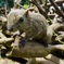 町田リス園にて
