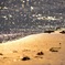 鎌倉の海