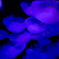 クラゲ