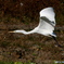 Egret