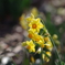 Narcissus