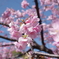 河津桜