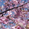 河津桜