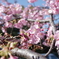 河津桜