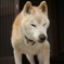 おじいちゃん犬起床
