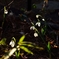 四季折々の草花