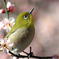 春よ恋