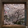 桜の絵画