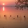 穏やかな春の夕暮れとカモ
