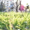 太陽と芝生