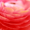名も知らぬ花