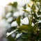 50mm f1.4