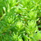 sedum