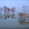 Elusive fog and red tree