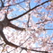 桜の木の下で