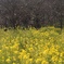 菜の花