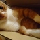 キキ