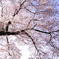 桜満開