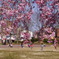 公園のしだれ桜