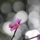 梅の開花