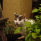 北千住の猫