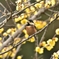 我関せずなヤマガラ