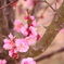梅の花