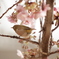 春をつげる