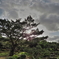 公園の朝