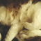Caramel Coat Cat