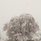 雪桜