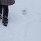 雪が降ったよ