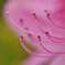ツツジの花