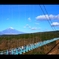 MISHIMA SKYWALK