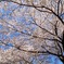 桜花繚乱