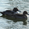 公園池内の鳥