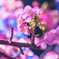 三浦海岸の河津桜