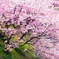 Sakura.