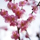 花びら透けた