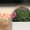 サボテンの花