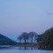 Trees at the lakeside