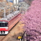 河津桜と京急線