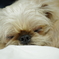 Brussels Griffon3