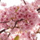 あまく香る桜