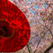 色彩